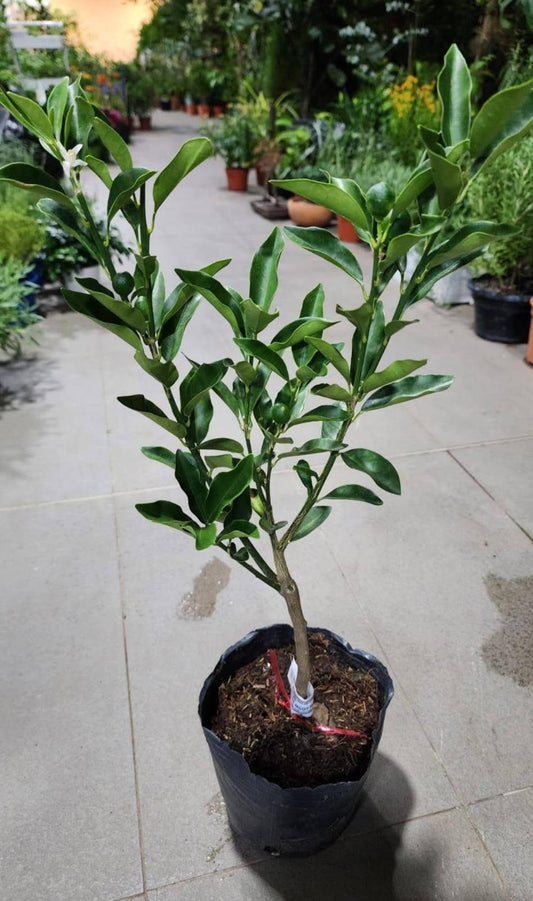 Taiwan Sweet Kumquat