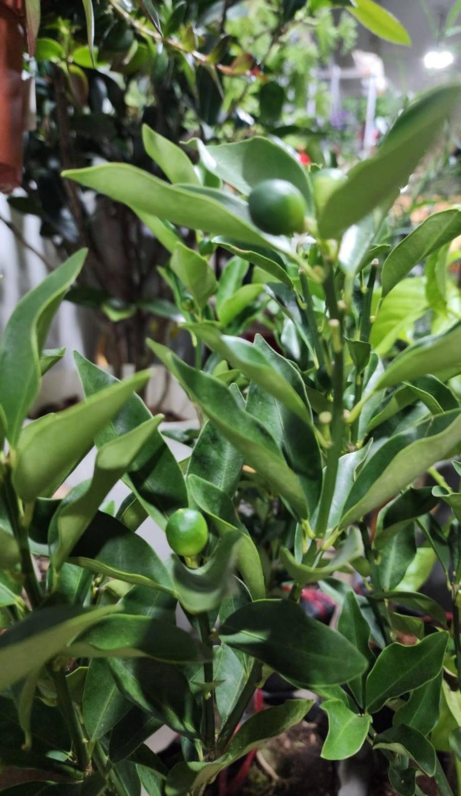 Taiwan Sweet Kumquat