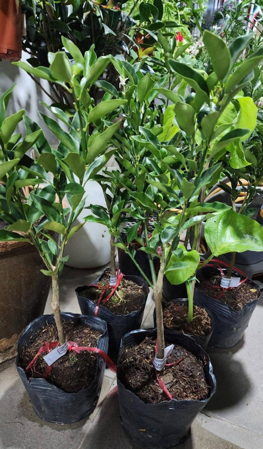 Taiwan Sweet Kumquat