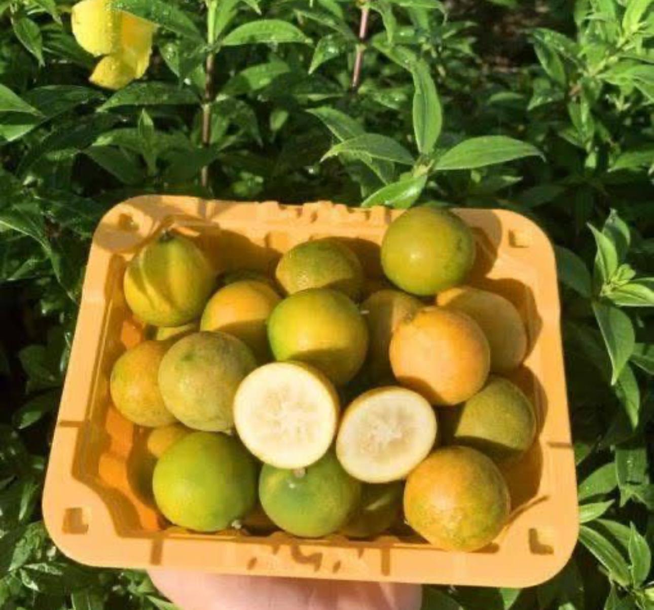 Taiwan Sweet Kumquat