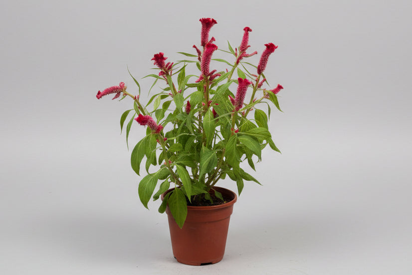 Cockscomb Var. Cristata