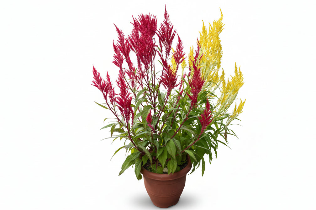 Celosia Double colour flower