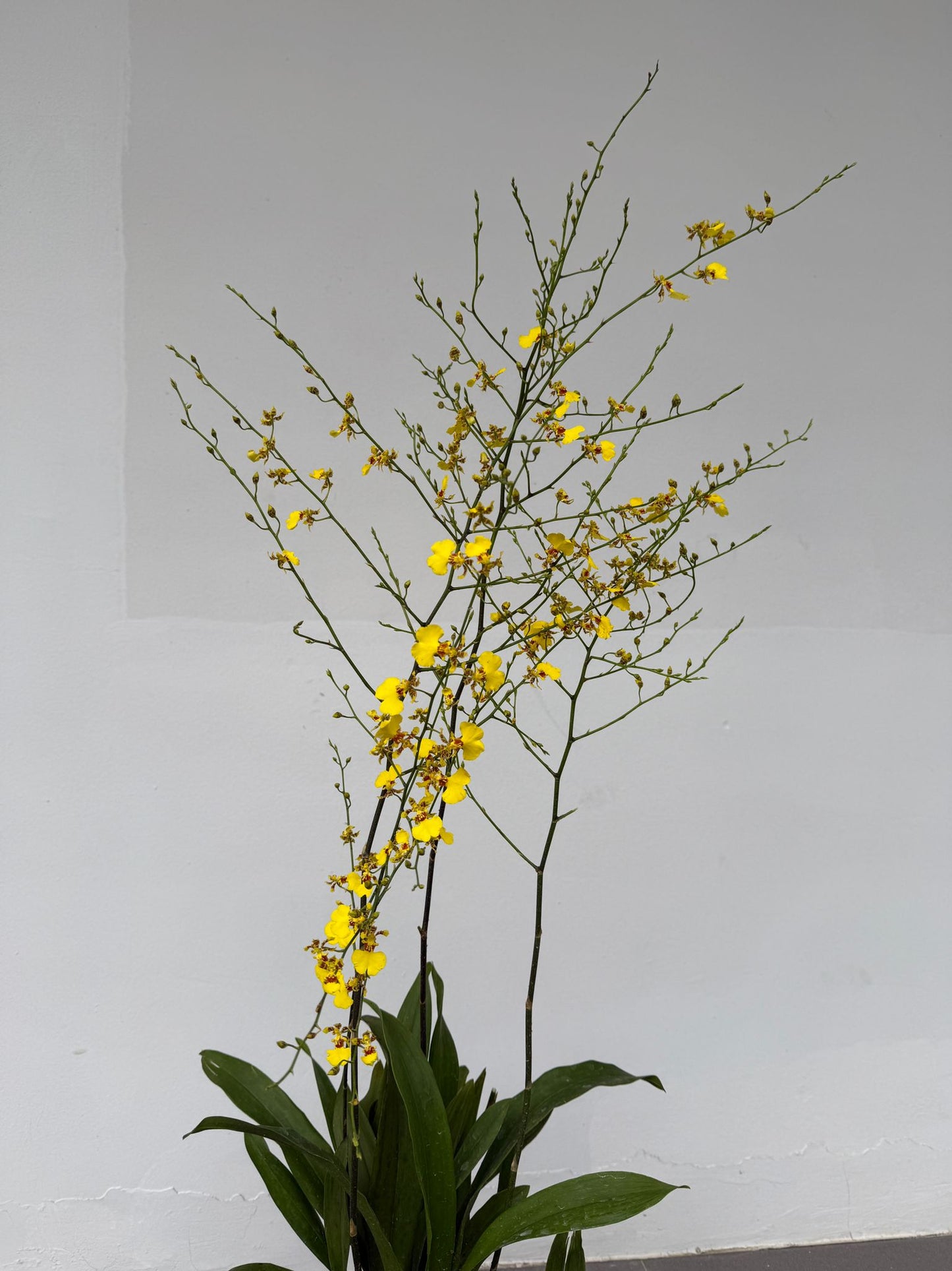 Oncidium Golden Shower