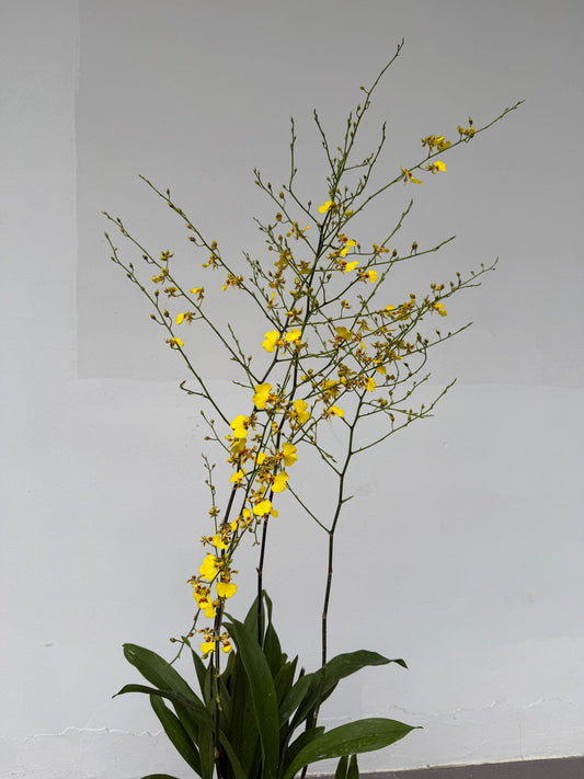 Oncidium Golden Shower