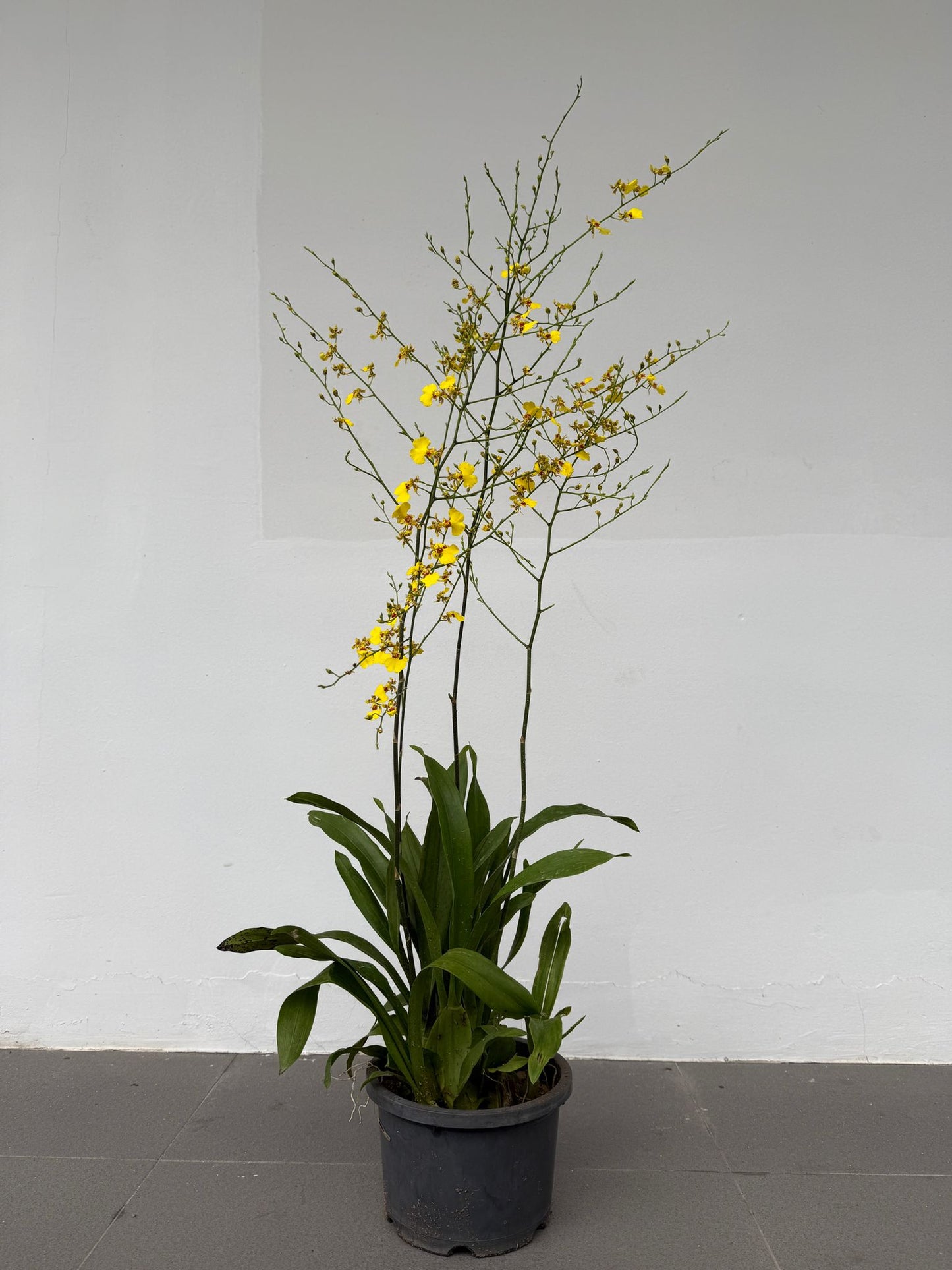 Oncidium Golden Shower
