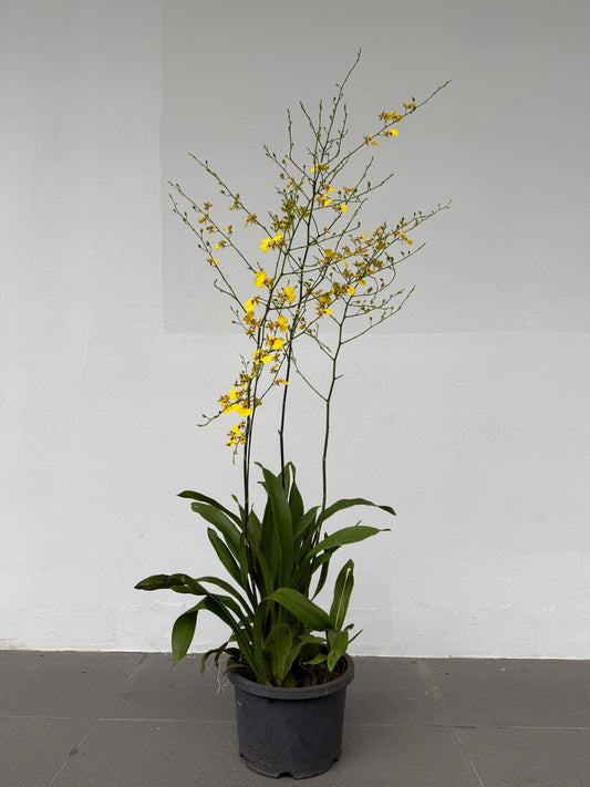 Oncidium Golden Shower