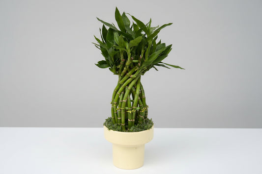 Dracaena Lucky Bamboo (White hydro pot)