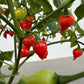 Cherry Chili (Hybrid)