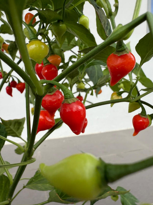 Cherry Chili (Hybrid)
