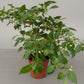 Cherry Chili (Hybrid)