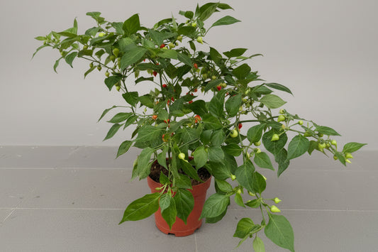 Cherry Chili (Hybrid)