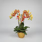 Phalaenopsis 3-in-1 Arrangement