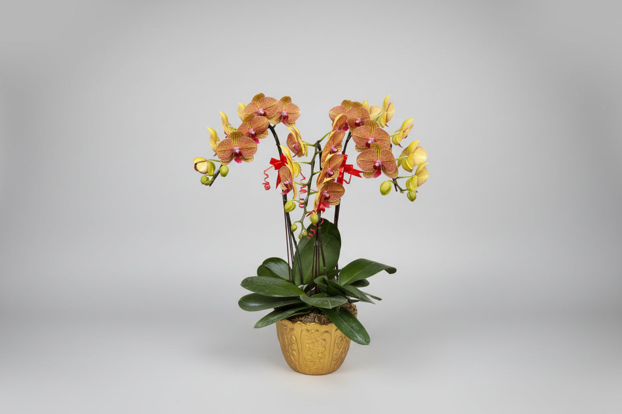 Phalaenopsis 3-in-1 Arrangement