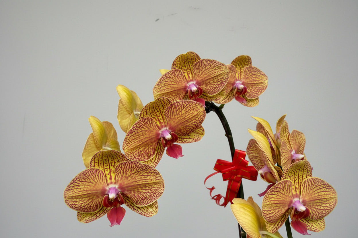 Phalaenopsis 3-in-1 Arrangement