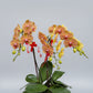 Phalaenopsis 3-in-1 Arrangement