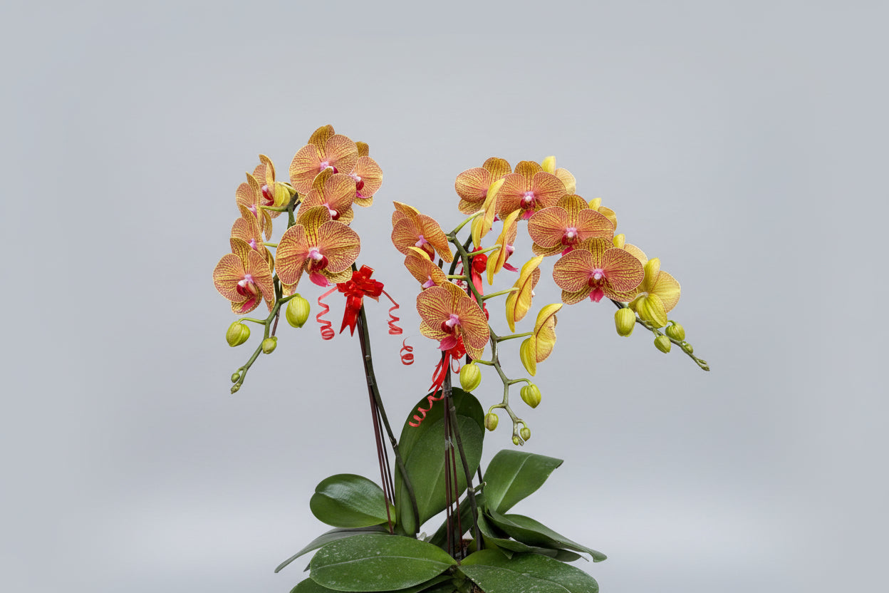 Phalaenopsis 3-in-1 Arrangement