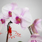 Phalaenopsis 3-in-1 Arrangement