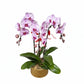 Phalaenopsis 3-in-1 Arrangement