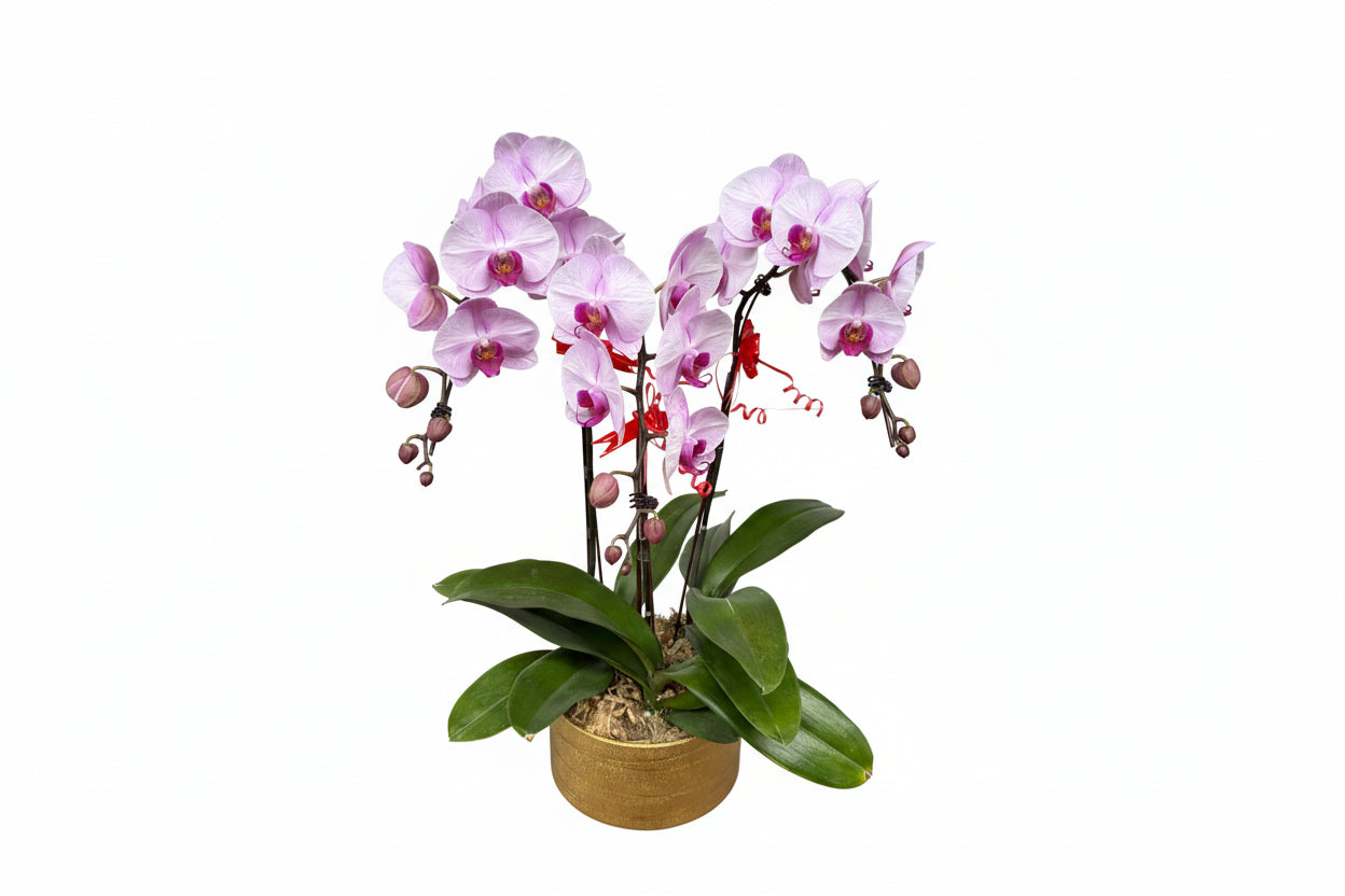 Phalaenopsis 3-in-1 Arrangement