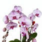 Phalaenopsis 3-in-1 Arrangement