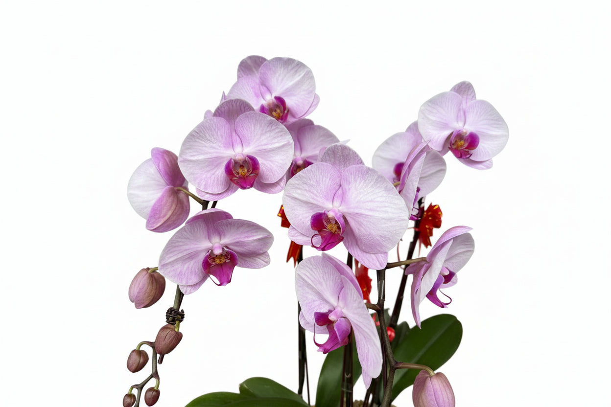 Phalaenopsis 3-in-1 Arrangement