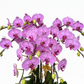 Phalaenopsis (8 in 1 Arrangement)