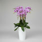 Phalaenopsis (8 in 1 Arrangement)