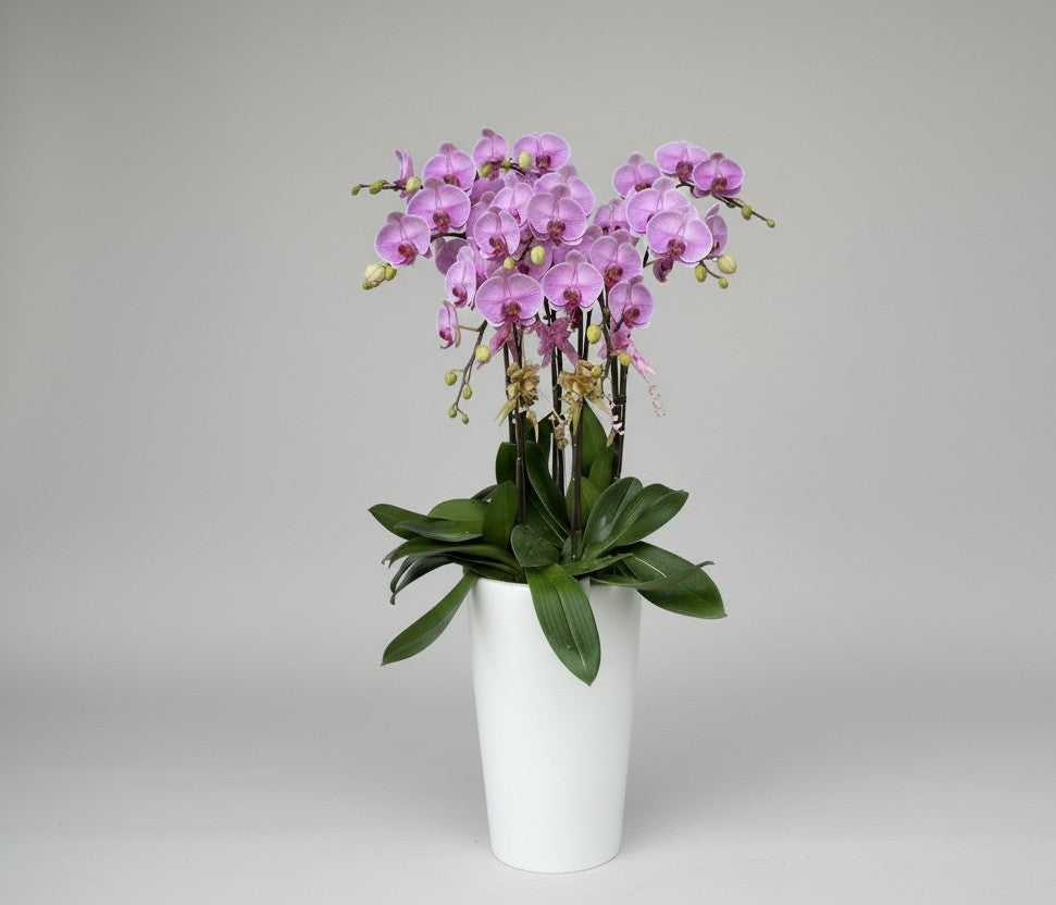 Phalaenopsis (8 in 1 Arrangement)