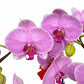 Phalaenopsis (8 in 1 Arrangement)