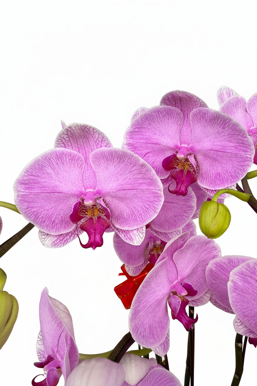 Phalaenopsis (8 in 1 Arrangement)