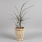 Prunus