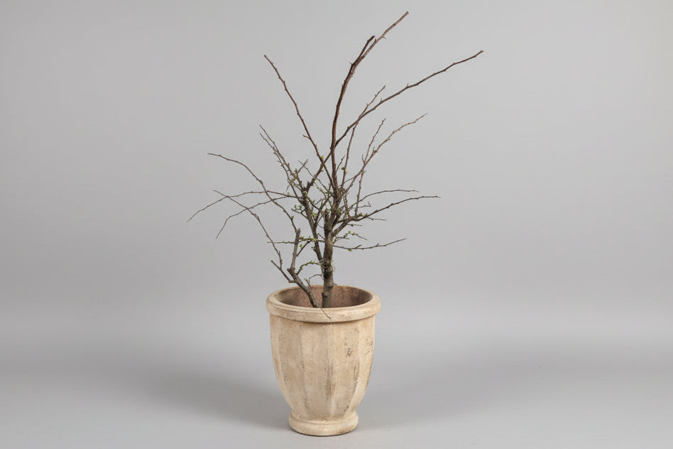 Prunus