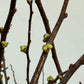 Prunus