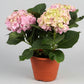 Hydrangea (26cm pot)