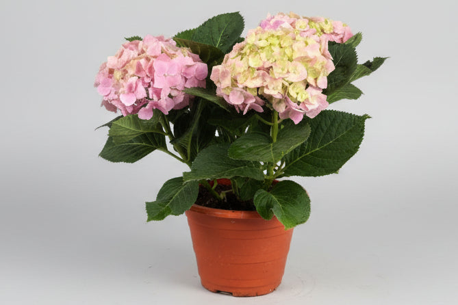 Hydrangea (26cm pot)