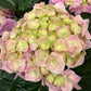 Hydrangea (26cm pot)