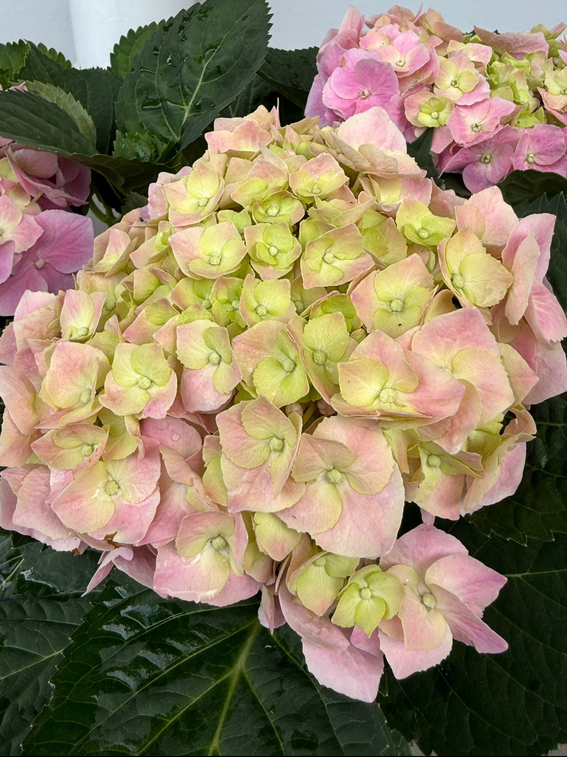 Hydrangea (26cm pot)
