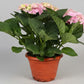 Hydrangea (26cm pot)