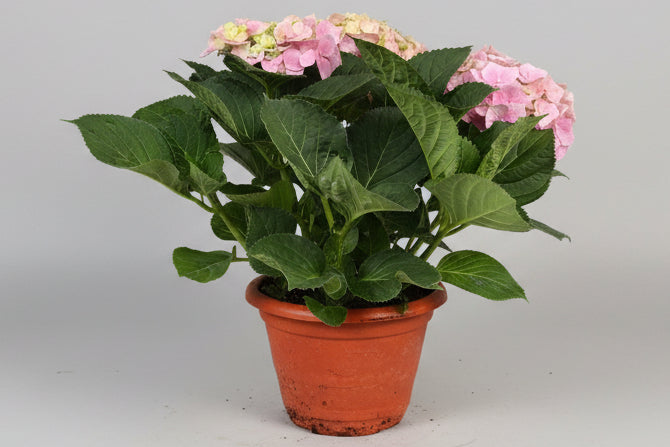 Hydrangea (26cm pot)