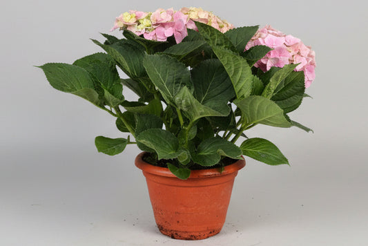 Hydrangea (26cm pot)