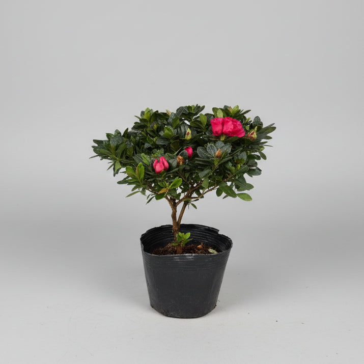 Rhododendron molle (Azalea) 25-30cm plant spread