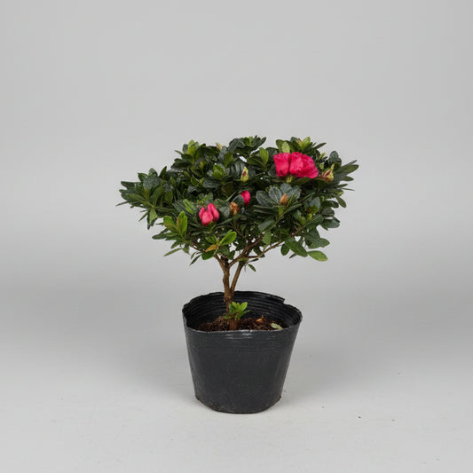 Rhododendron molle (Azalea) 25-30cm plant spread