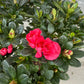 Rhododendron molle (Azalea) 25-30cm plant spread