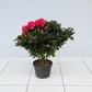 Rhododendron molle (Azalea) 35-40cm plant spread