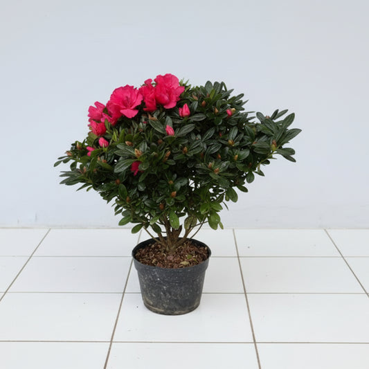 Rhododendron molle (Azalea) 35-40cm plant spread