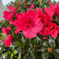 Rhododendron molle (Azalea) 35-40cm plant spread