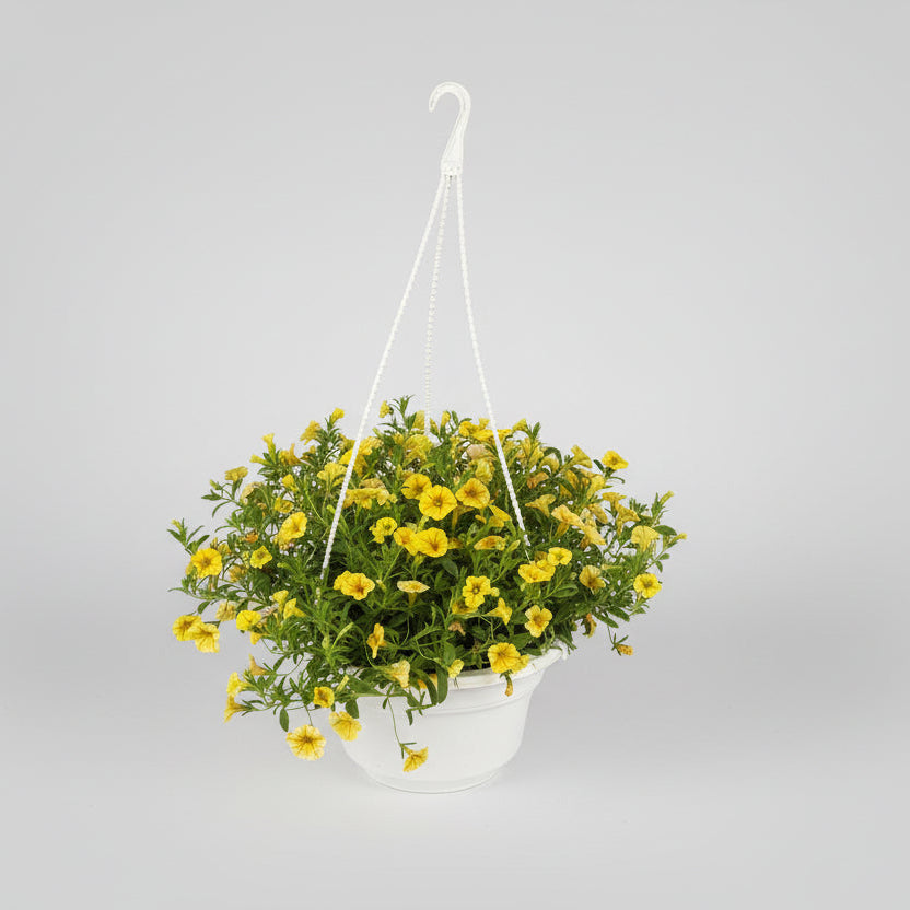 Million Bells Petunia (22cm pot)