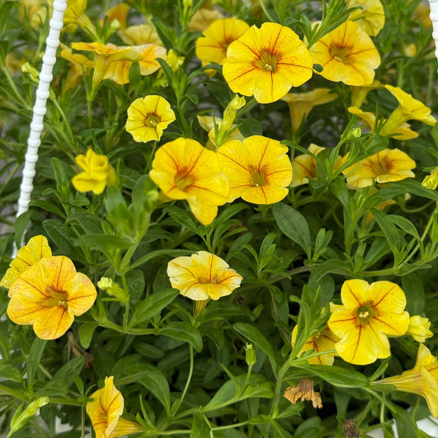 Million Bells Petunia (22cm pot)