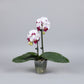 Phalaenopsis (Moth Orchid)