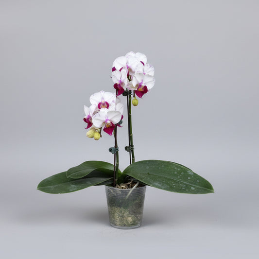 Phalaenopsis (Moth Orchid)
